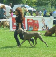 /album/dog-handler/pci-jpg1/